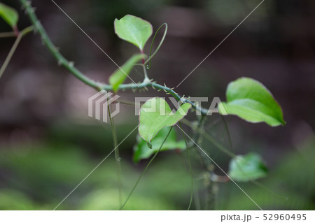 サルトリイバラ サルトリイバラ 52960495