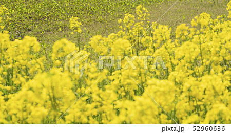 三ノ倉高原菜の花 三ノ倉高原菜の花 52960636