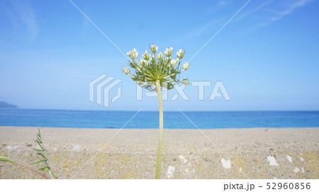 ノラニンジンのつぼみ、青い空、青い海 52960856