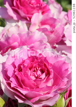 薔薇 シェエラザードの写真素材