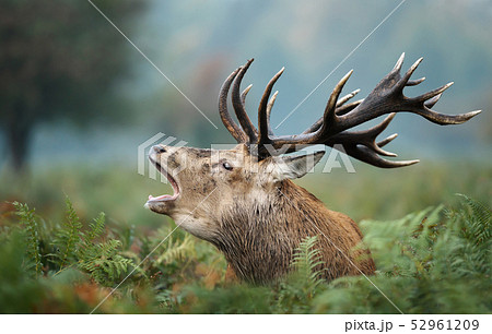 Red deer stag roaring in autumn Red deer stag roaring in autumn 52961209