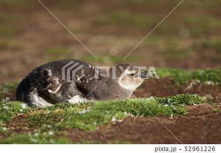 Juvenile Magellanic penguin lying on the ground 52961226