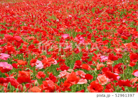 満開のポピー 52961397