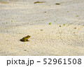 前向きなカエル 52961508