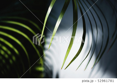 Areca Palm Leaf in Summer Light Areca Palm Leaf in Summer Light 52961781