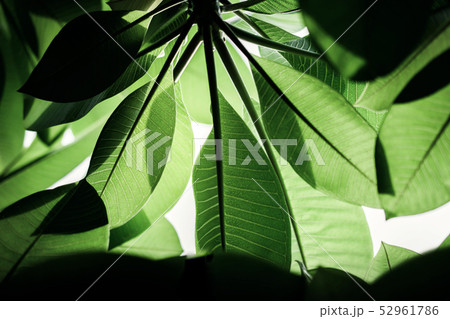 Backlit Green Leaf in Summer or Spring Backlit Green Leaf in Summer or Spring 52961786