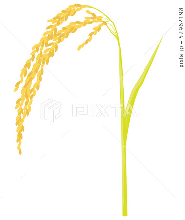 rice plant vector design 52962198