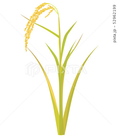 rice plant vector design 52962199