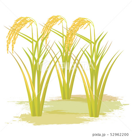 rice plant vector design 52962200