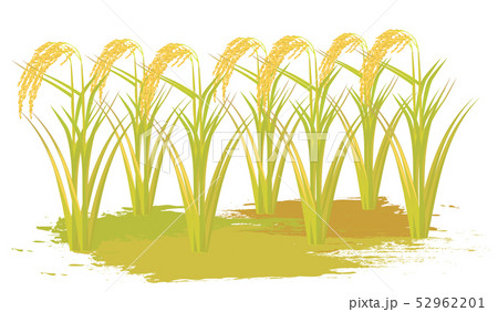 rice plant vector design 52962201