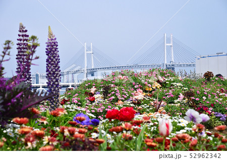 春の花壇 52962342
