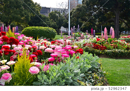春の花壇 52962347