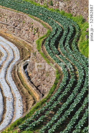 長崎_雲仙の棚田 52962687