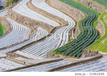 長崎_雲仙の棚田 長崎_雲仙の棚田 52962689