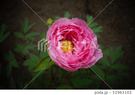 牡丹の花 52963103