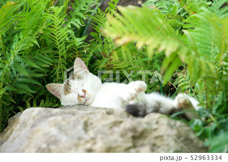 猫休み 猫休み 52963334