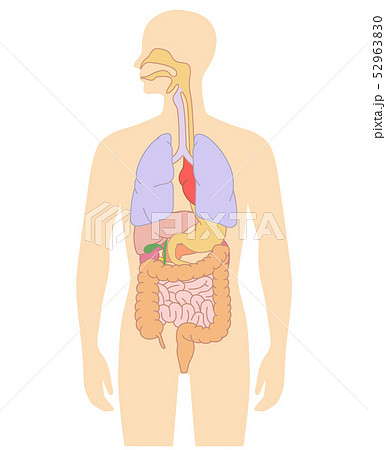 人体の内臓図 胃 腸 肺 肝臓 膵臓 心臓などのイラスト素材