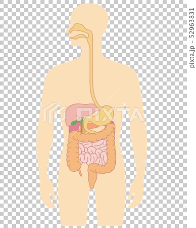 Visceral view of human body 52963831