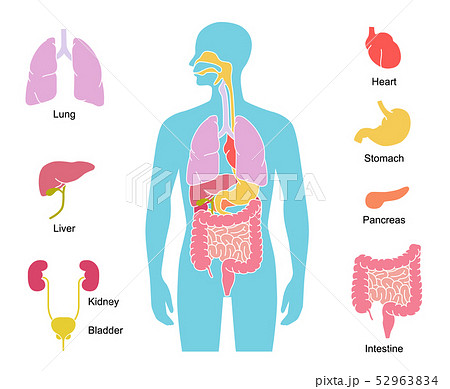 人体の内臓図と臓器アイコンのイラスト素材