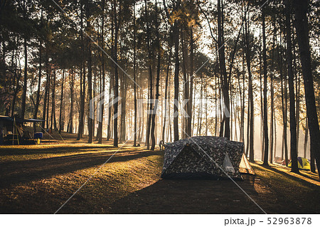 tent under the pine forest at morning against the 52963878