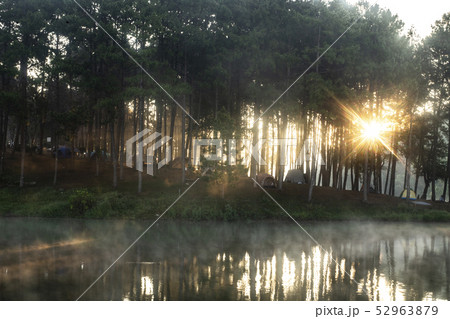 tent under the pine forest at morning against the 52963879