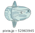 マンボウ 52963945