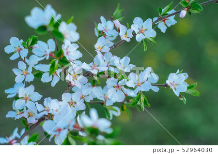 Sakura or cherry blossom flower full bloom spring 52964030