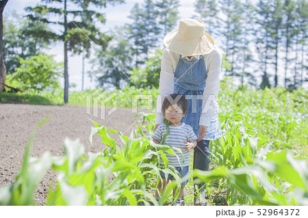 とうもろこし畑の親子 52964372