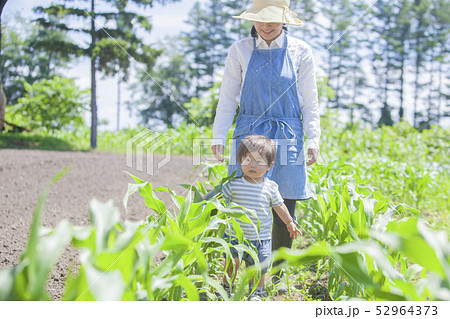 とうもろこし畑の親子 とうもろこし畑の親子 52964373