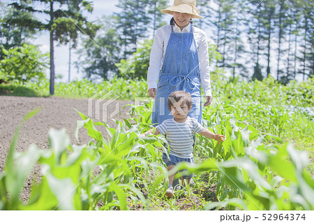とうもろこし畑の親子 52964374