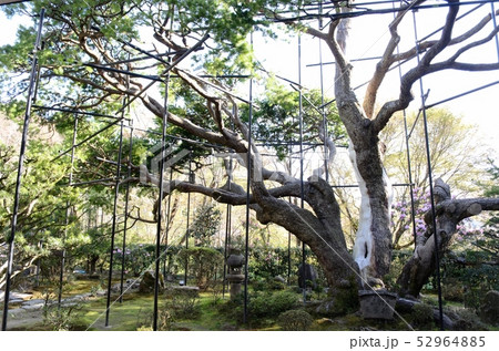 京都　宝泉院 52964885