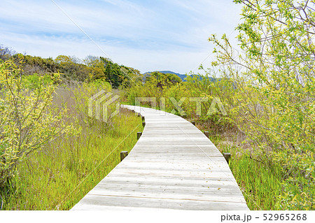 佐潟の湿地を通る木道 52965268