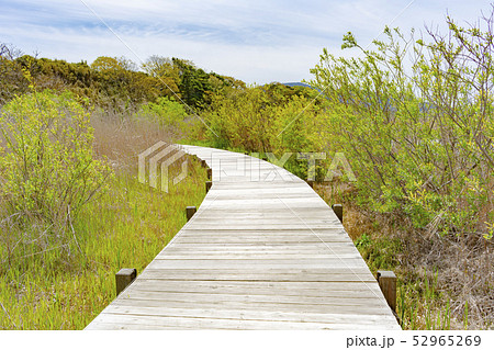佐潟の湿地を通る木道 佐潟の湿地を通る木道 52965269