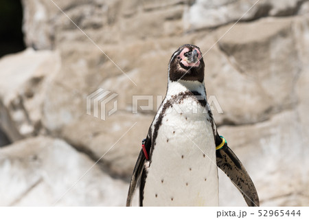フンボルトペンギン 52965444