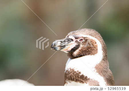 フンボルトペンギン 52965539