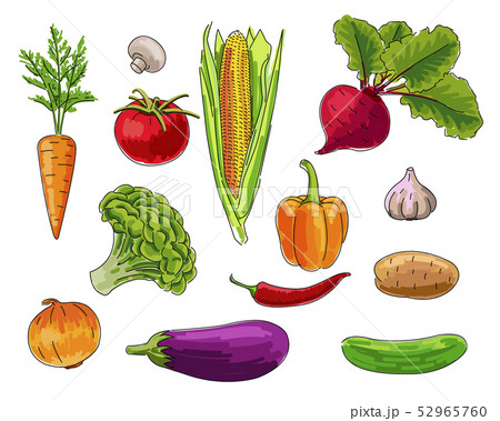 set of Vegetebles, handrawn bright colour illustration 52965760
