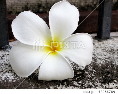 Beautiful white Frangipani flowers Beautiful white Frangipani flowers 52966789