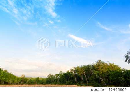 The beautiful garden in the park with green. 52966802