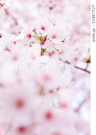 名古屋鶴舞公園の満開の桜 名古屋鶴舞公園の満開の桜 52967527