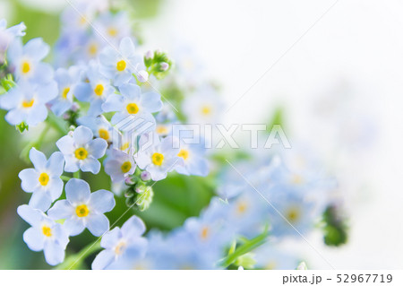 ワスレナグサ 52967719