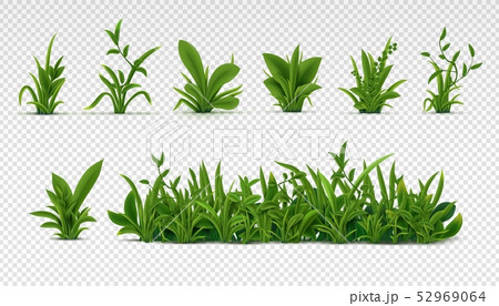 Realistic green grass. 3D fresh spring plants, different herbs and bushes for posters and Realistic green grass. 3D fresh spring plants, different herbs and bushes for posters and 52969064