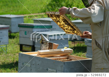 Beekeeper on apiary. Beekeeper is working with bees and beehives on the apiary. Beekeeper on apiary. Beekeeper is working with bees and beehives on the apiary. 52969272