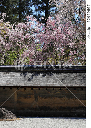 龍安寺石庭 しだれ桜の写真素材