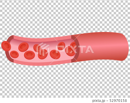 血管 血管 52970158