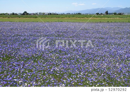 安曇野の5月 安曇野の5月 52970292