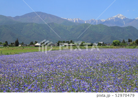 ヤグルマソウ咲く安曇野の5月 52970479