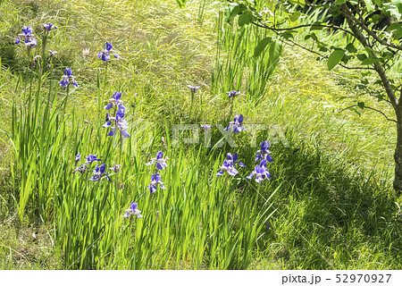 円覚寺方丈のあやめ（鎌倉市山ノ内） 52970927