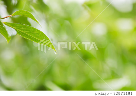 雨に濡れた木の葉　梅雨イメージ 52971191