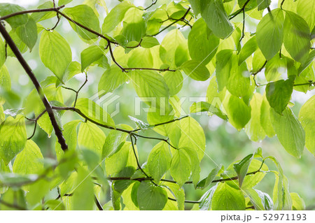 雨に濡れた木の葉　梅雨イメージ 52971193