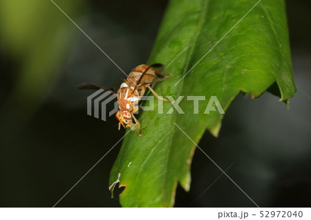 生き物　昆虫　ウリミバエ、きれいな虫ですが侵略的外来種で重要害虫。沖縄では根絶に数十年かかりました 52972040